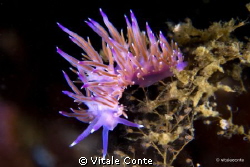 Flabellina in notturna... by Vitale Conte 